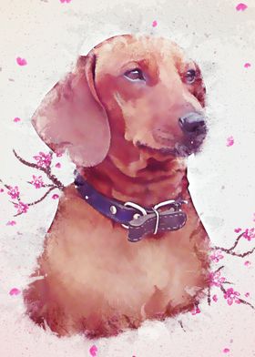 Dachshund Sakura Paint