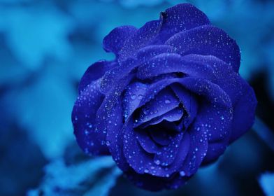 Velvety Blue Rose Garden