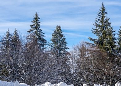 Green trees with snow