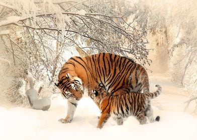 Tigers In Snow Forest