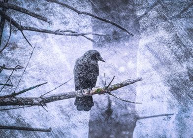 Winter Crow