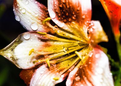 FLOWER UP CLOSE