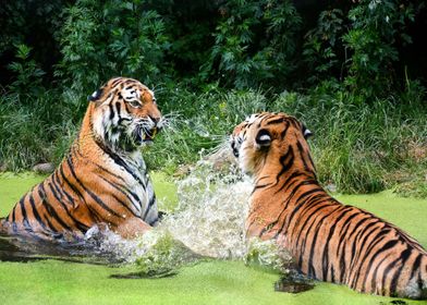 Tigers In River