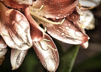 FLOWERS UP CLOSE