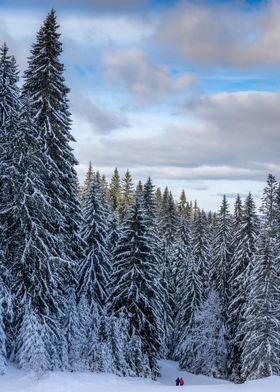 Trees with snow