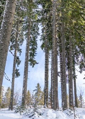 Pine trees with snow