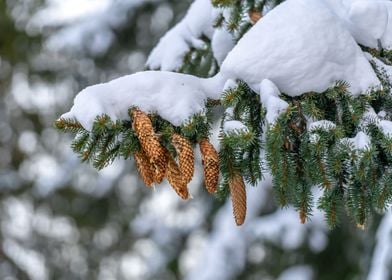 Winter in the forest