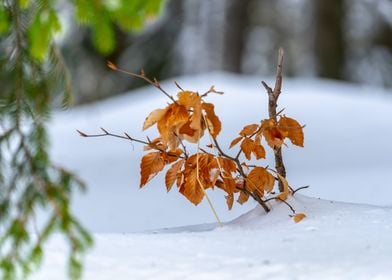 Red leaves in the snow