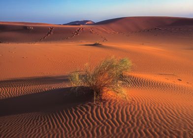Sahara sand and grass