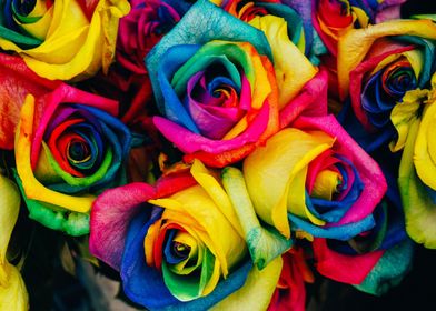 Rainbow Colourful Roses