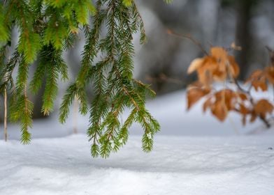 Green pine tree 