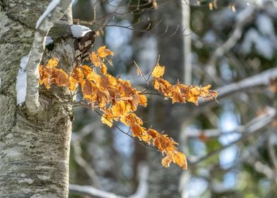 Dry brown leaves 