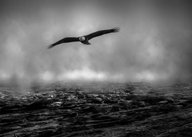 Eagle hunting the fog line