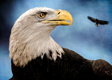 Bald Eagle and Vulture