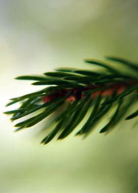 Macro of a Pine Branch