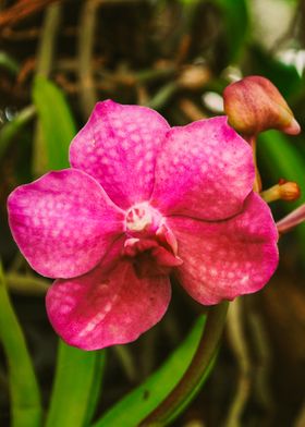The Exotic Vanda Orchid