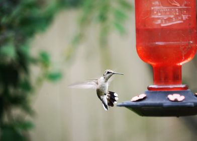 Hummingbird at Feeder