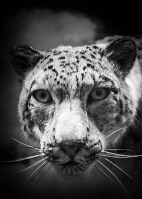 Snow Leopard