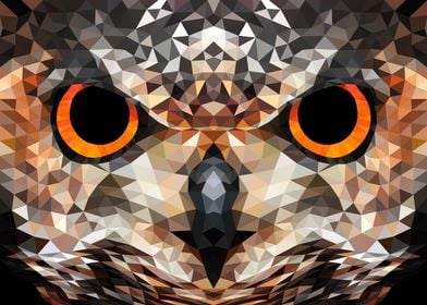 Focus Owl