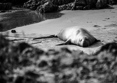 Elephant Seal