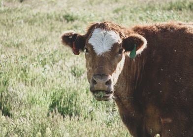 Cow Eating Grass