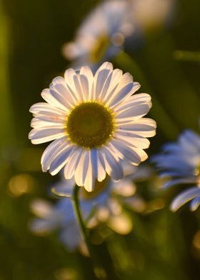 DAISY