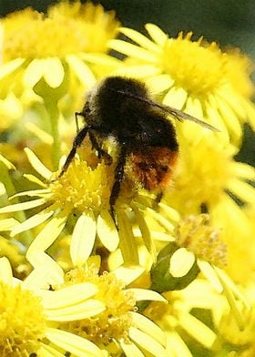 Flower Bee 