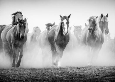Horses in the Dust