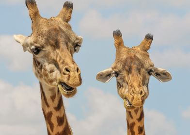 Two Giraffes