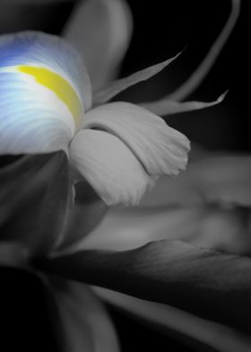 Black and White Iris