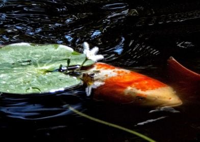 Sheltered Koi