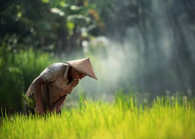 Thai Farmer in Rice Field 