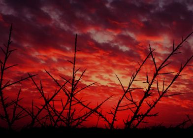sunset thorns
