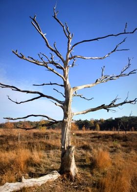 dead tree