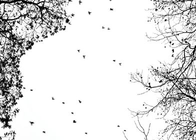 birds in the trees