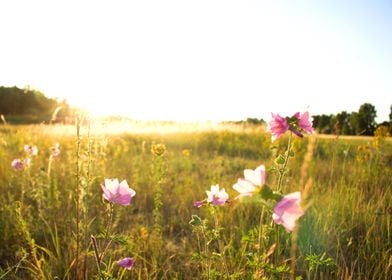 wild flowers