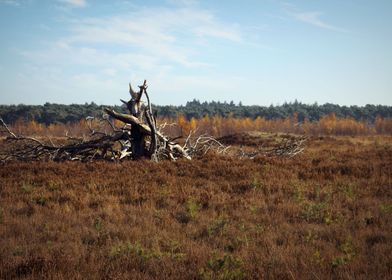 dead tree prairie