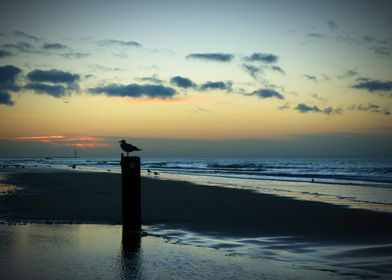 sunset seagull