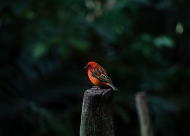 Cute red bird