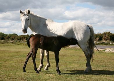 Horse and little one