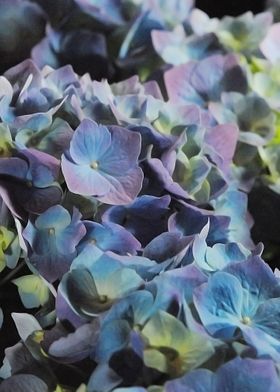 Blue and Purple Hydrangeas