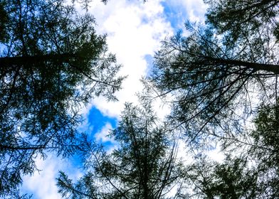 Trees in the sky