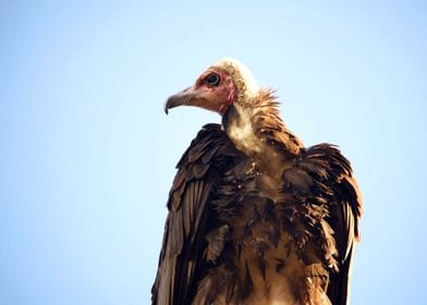 hooded vulture