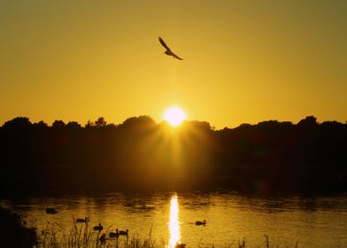 Golden sunset