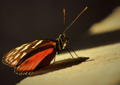 sunny butterfly