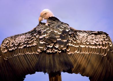Featherpicking vulture