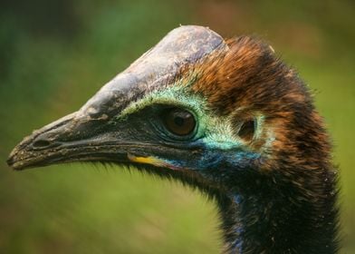 cassowary