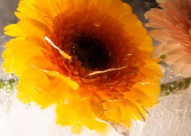 Gerbera in ice 6