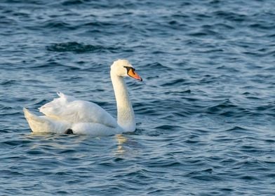 Beatiful Swan in the sea