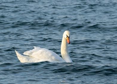 Beatiful Swan in the sea